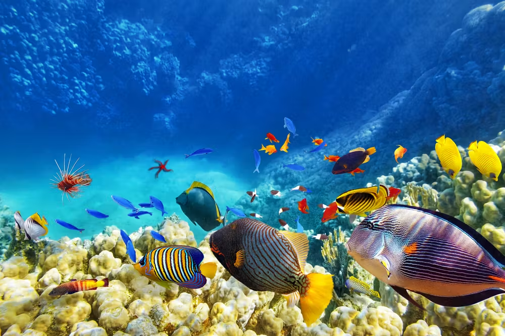Biodiversity of Nicobar: A Nature Lover’s Paradise