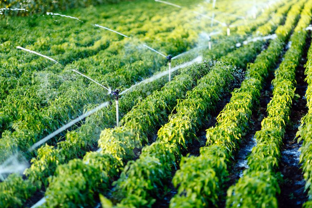 Agriculture in Anantapur: Challenges and Innovations