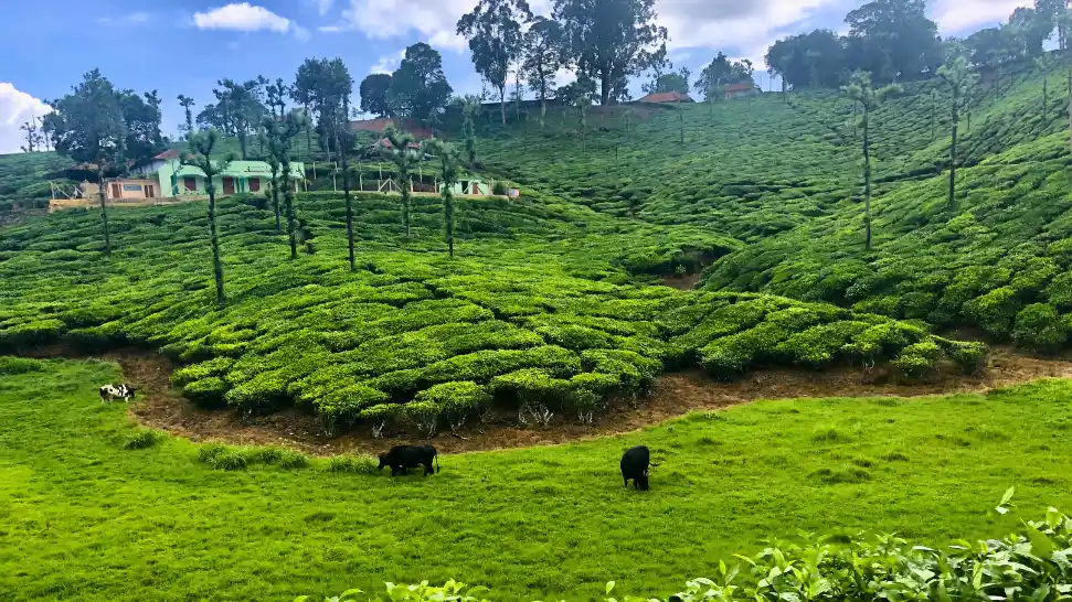 Exploring Rural Life in Annamayya Villages