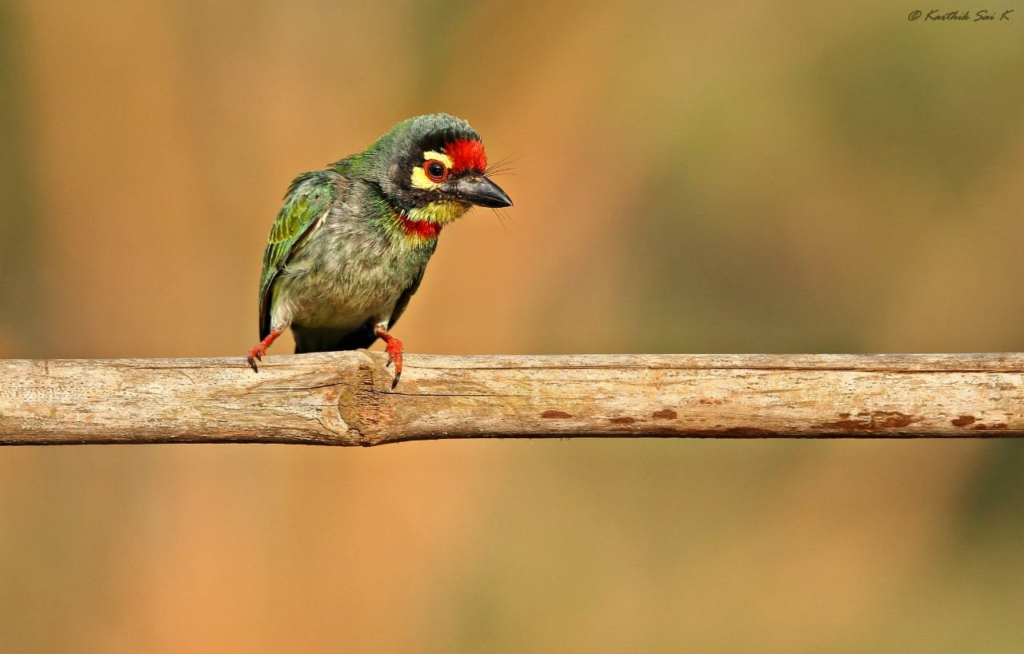 Wildlife and Nature Spots in and Around Annamayya