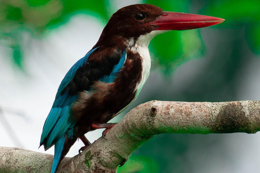 Wildlife and Nature Trails in North Middle Andaman