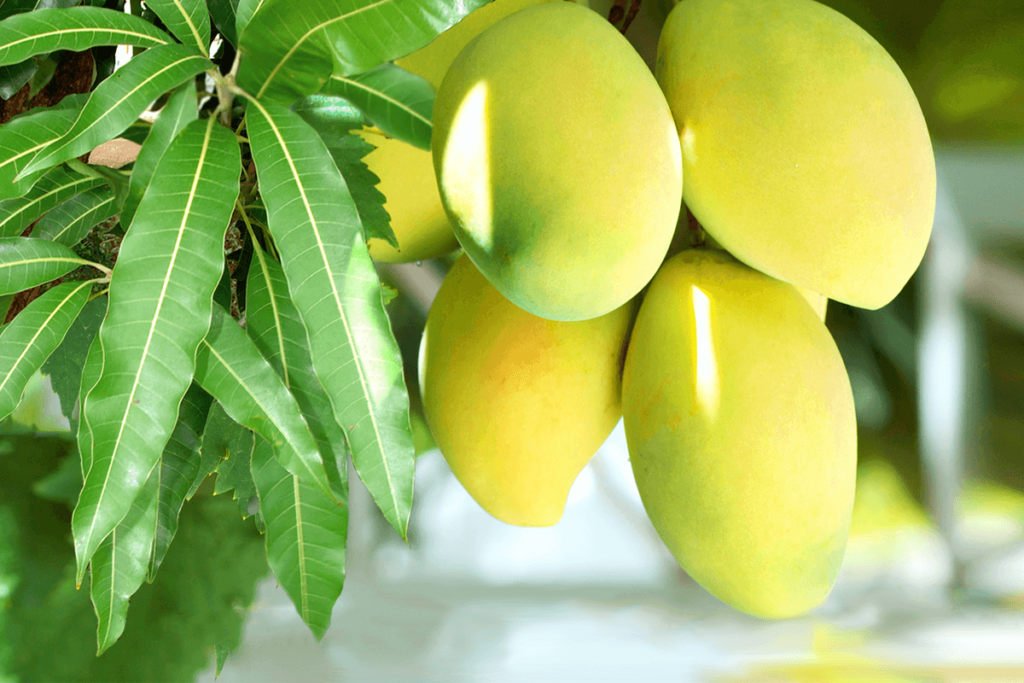 Chittoor’s Mango Heartland: The Sweetest Gems of India
